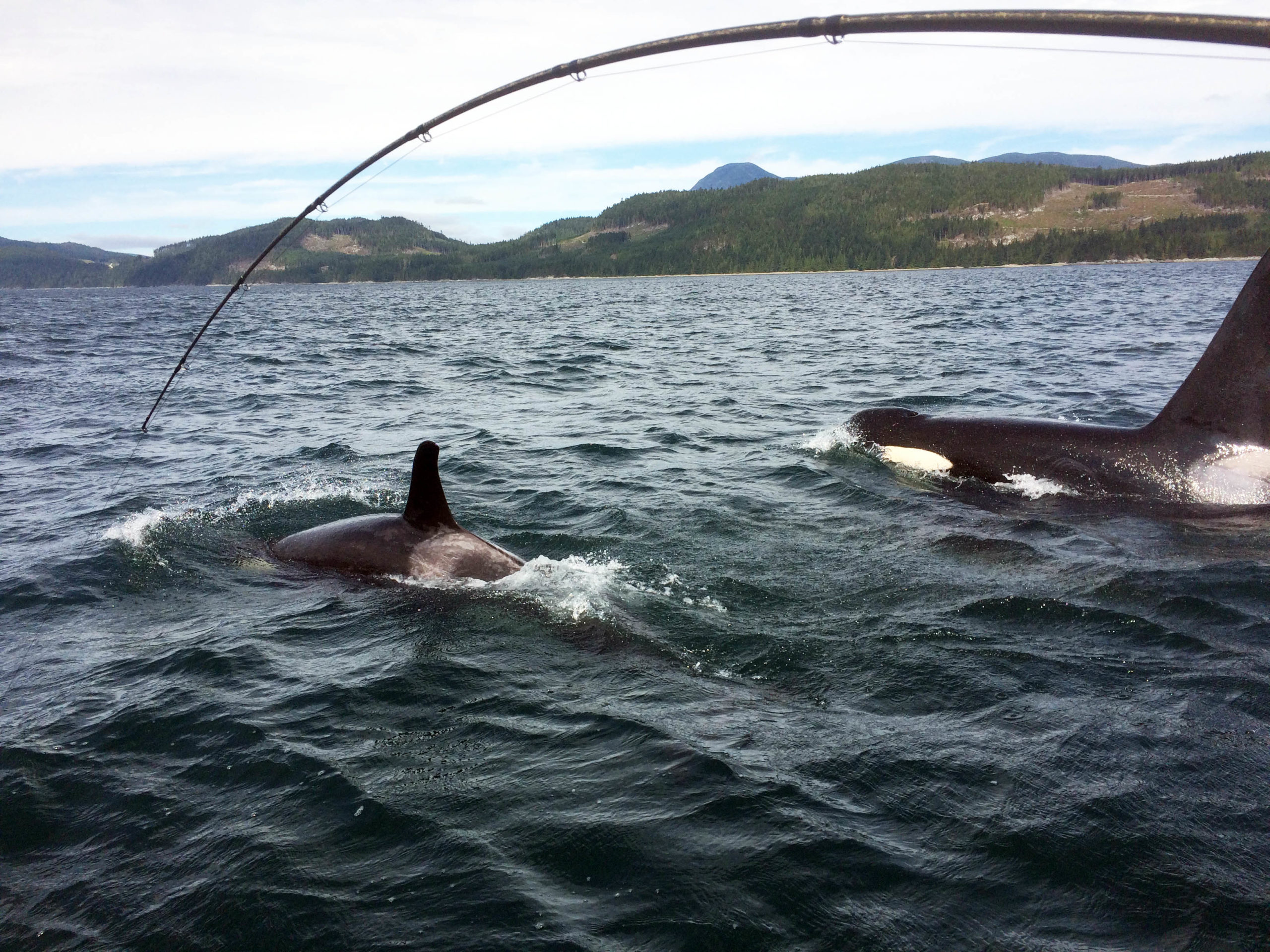 Orca(killer whale) encounter. Sport Salmon Fishing Charters.